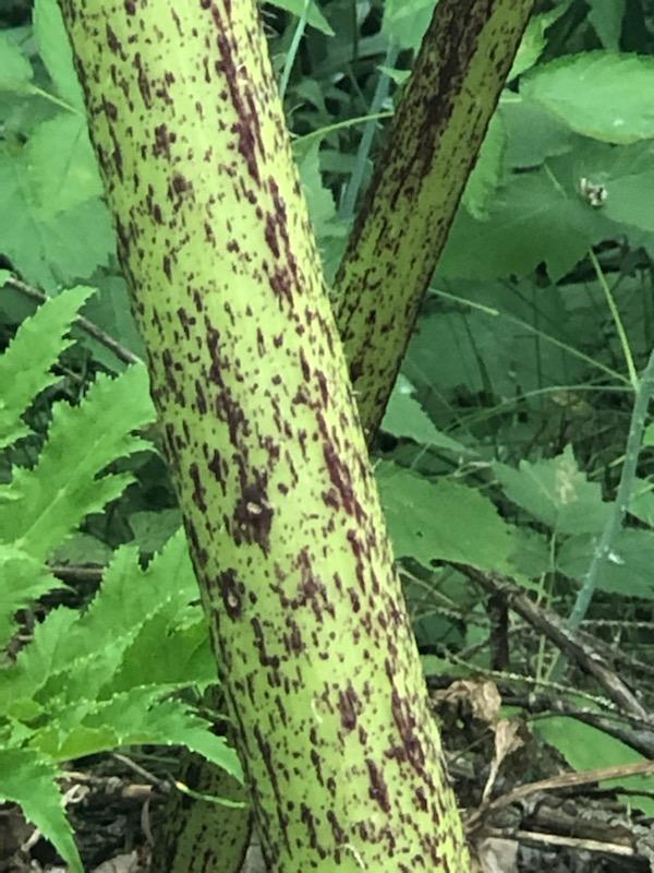 The photo is of a giant hogweed stem.  The stem has coarse white hairs and they are green with purple blotches or specks. 